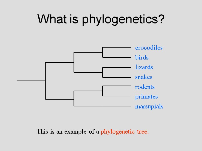 What is phylogenetics? This is an example of a phylogenetic tree.